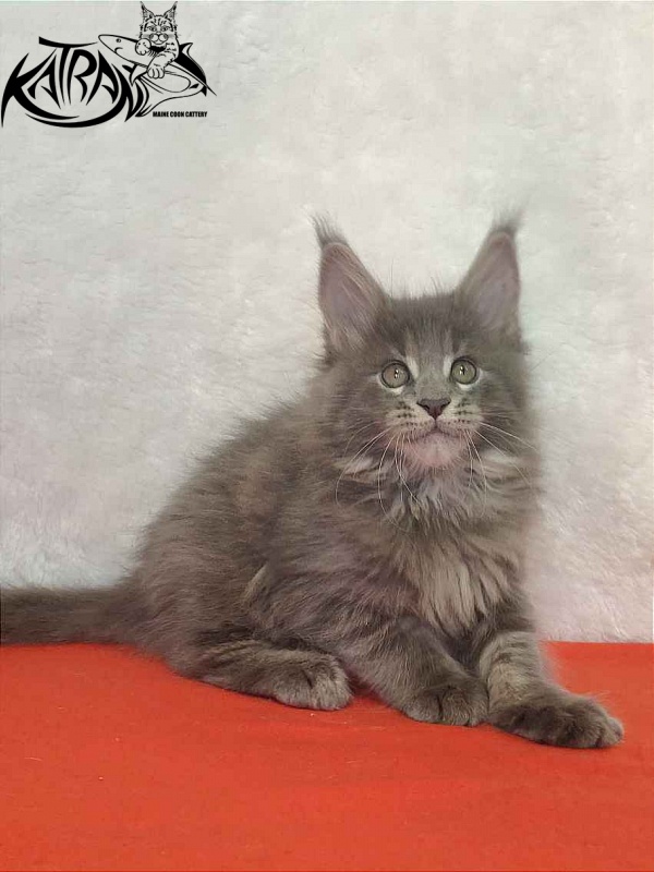 Katran Silvester - Kitten maine-coon 1 month 3.5 weeks