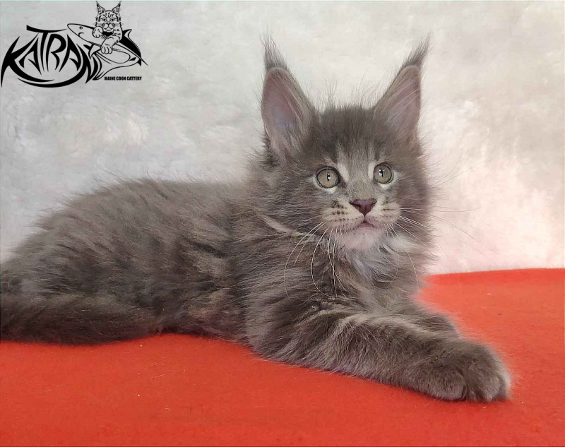 Katran Silvester - Kitten maine-coon 1 month 3.5 weeks