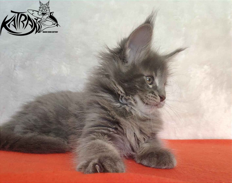 Katran Silvester - Kitten maine-coon 1 month 3.5 weeks