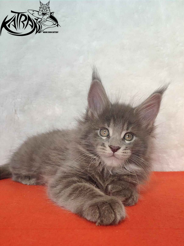 Katran Silvester - Kitten maine-coon 1 month 3.5 weeks