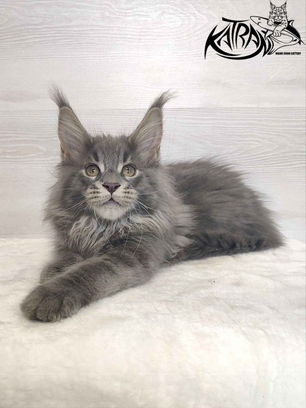 Katran Silvester - Kitten maine-coon 3 months