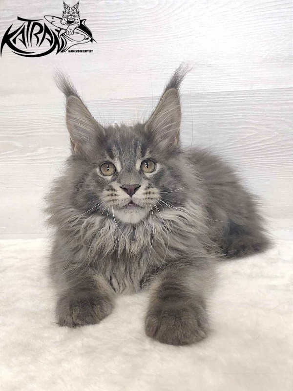 Katran Silvester - Kitten maine-coon 3 months