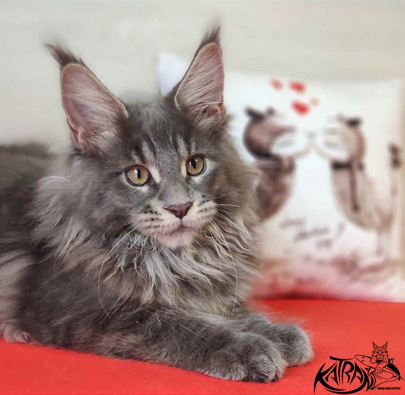 Katran Silvester - Kitten maine-coon 3 months 1 week