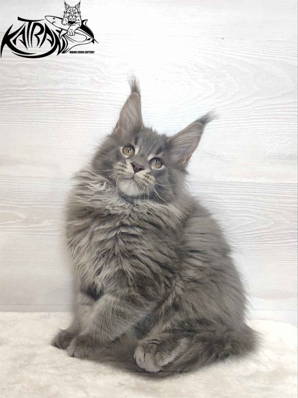 Katran Silvester - Kitten maine-coon 3 months