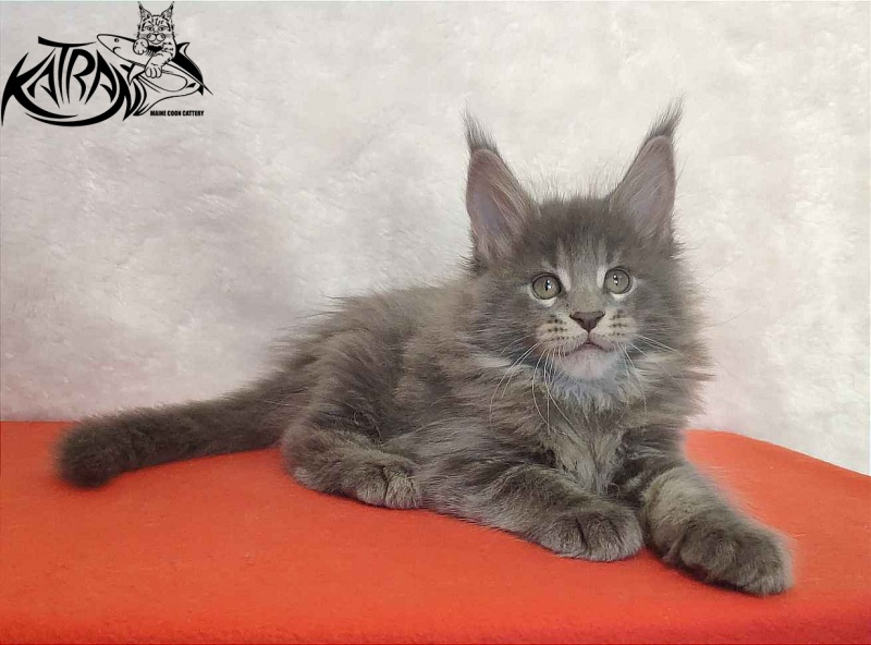 Katran Silvester - Kitten maine-coon 1 month 3.5 weeks