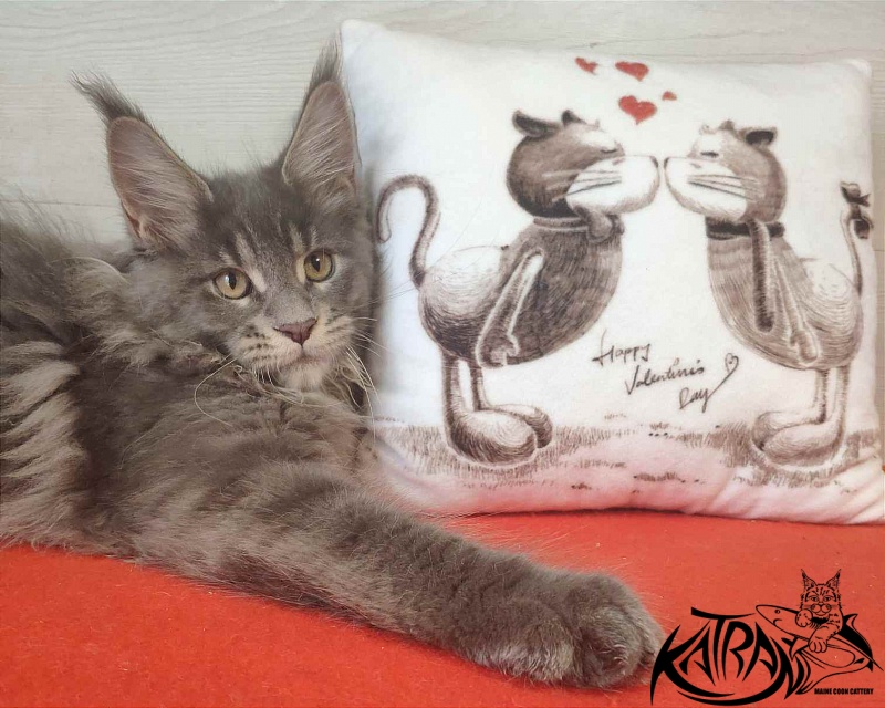 Katran Silvester - Kitten maine-coon 3 months 1 week