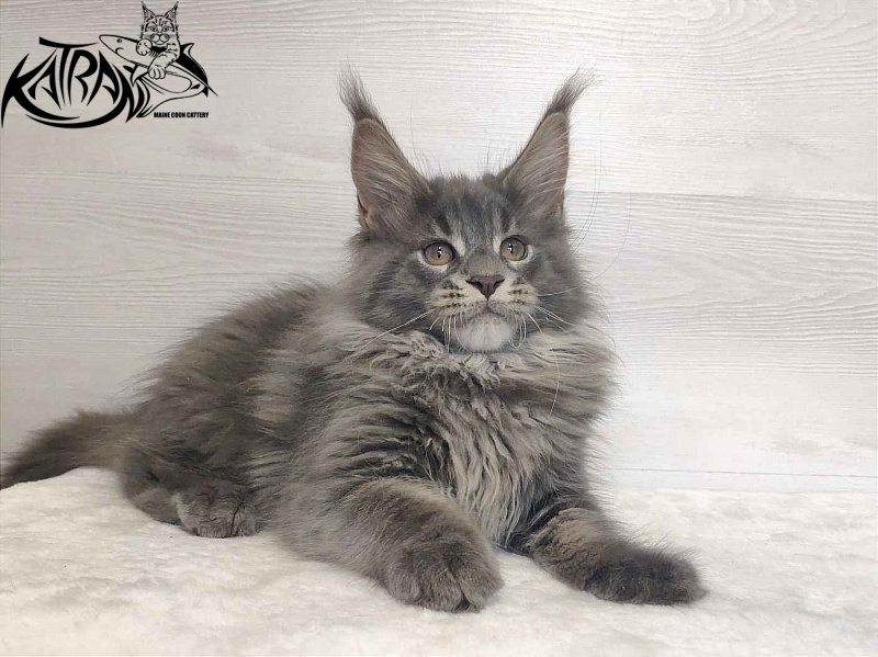 Katran Silvester - Kitten maine-coon 3 months