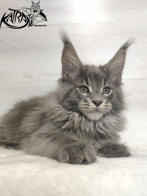 Katran Silvester - Kitten maine-coon 3 months