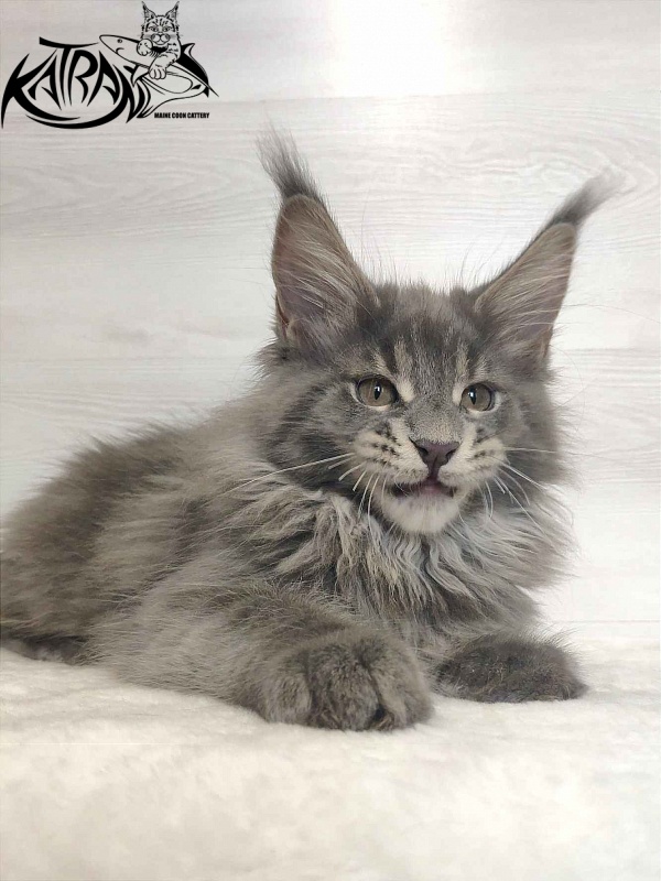 Katran Silvester - Kitten maine-coon 3 months