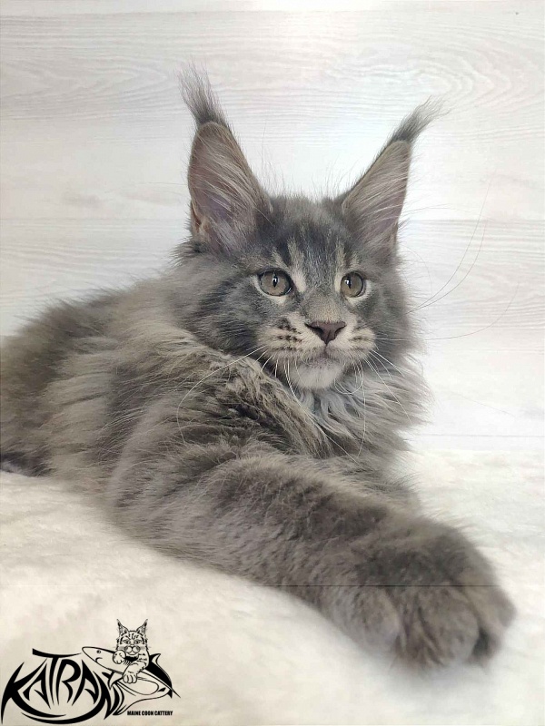 Katran Silvester - Kitten maine-coon 3 months