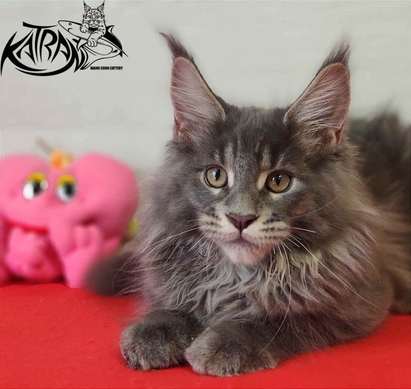 Katran Silvester - Kitten maine-coon 3 months 1 week