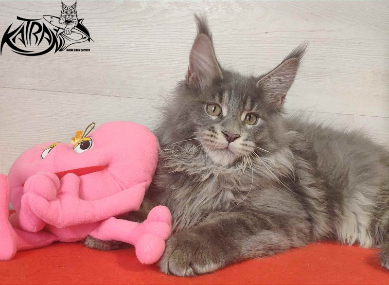 Katran Silvester - Kitten maine-coon 3 months 1 week