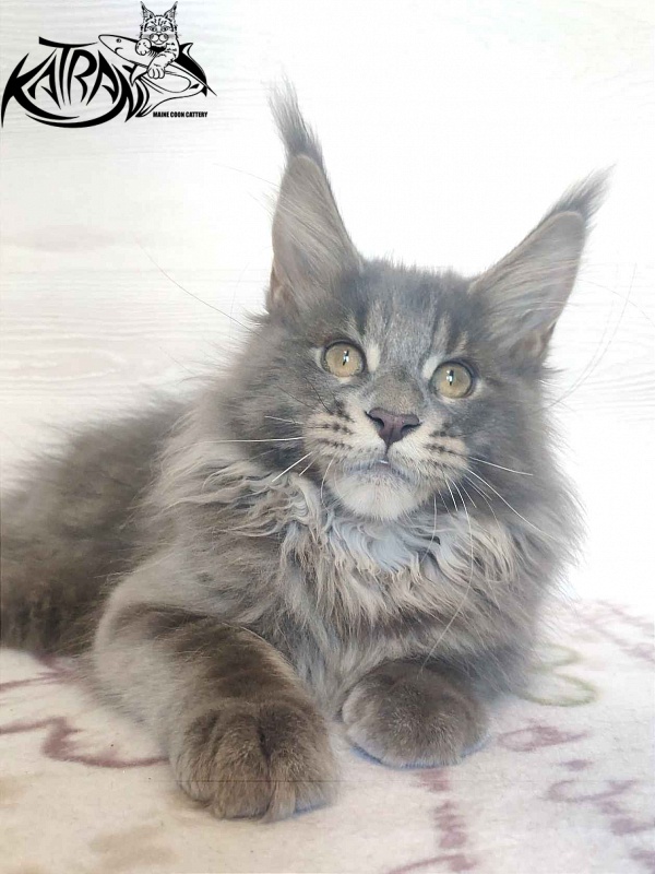 Katran Silvester - Kitten maine-coon 4 months