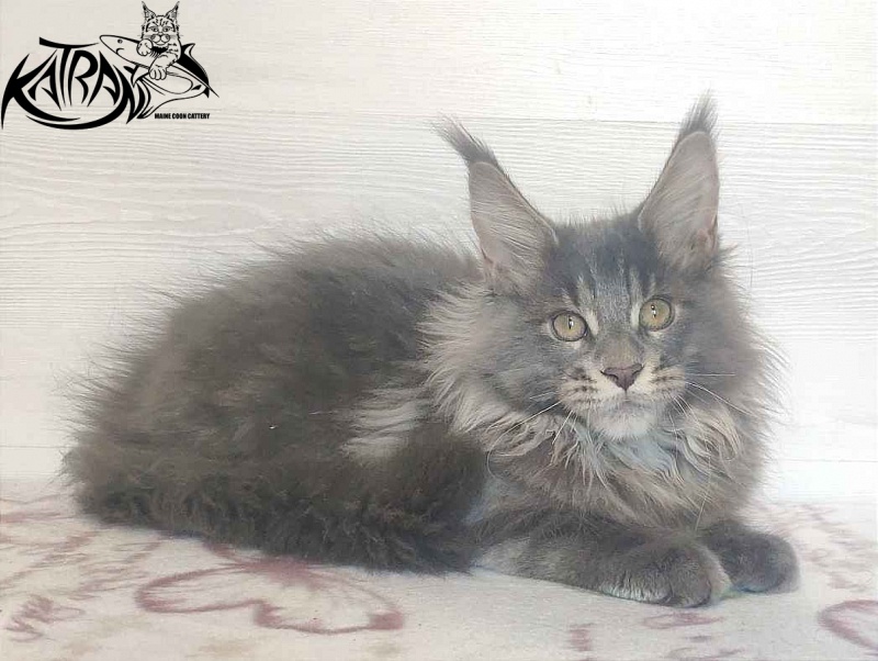 Katran Silvester - Kitten maine-coon 4 months