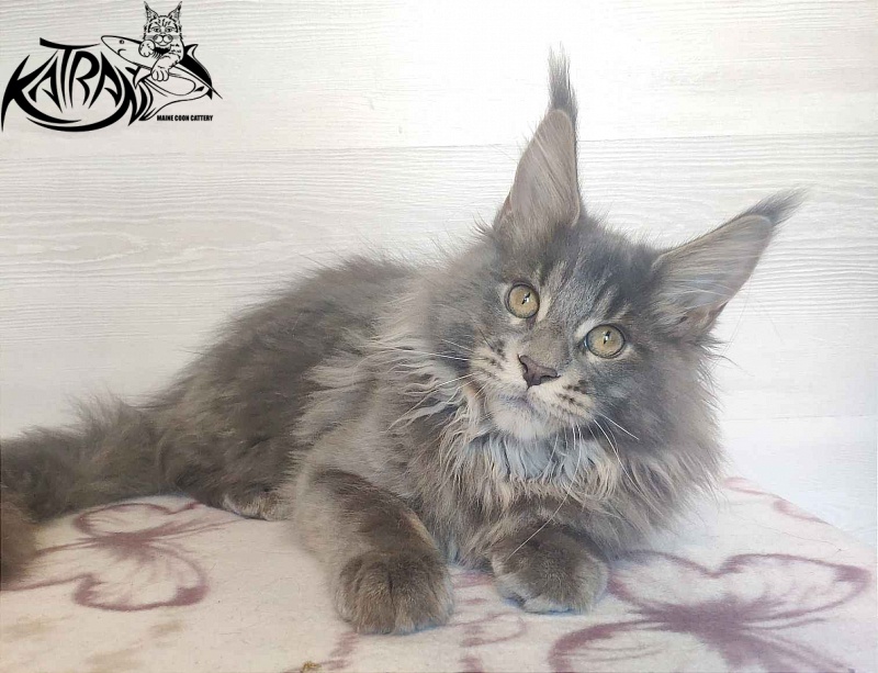 Katran Silvester - Kitten maine-coon 4 months