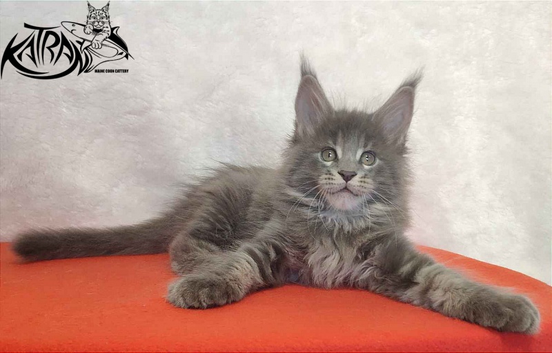 Katran Silvester - Kitten maine-coon 1 month 3.5 weeks
