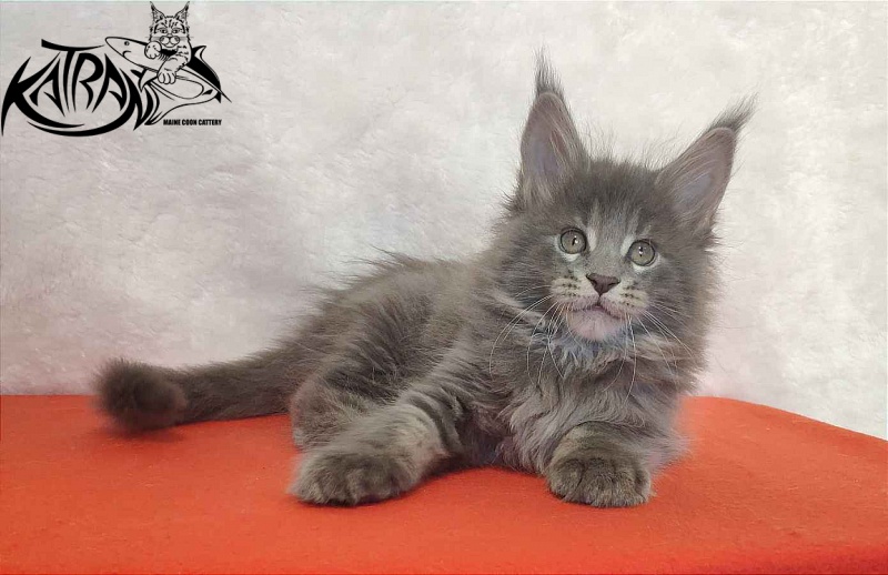 Katran Silvester - Kitten maine-coon 1 month 3.5 weeks