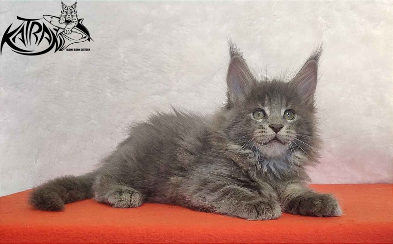 Katran Silvester - Kitten maine-coon 1 month 3.5 weeks