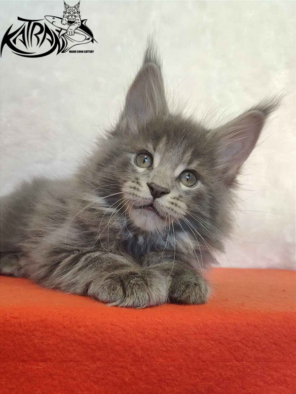 Katran Silvester - Kitten maine-coon 1 month 3.5 weeks