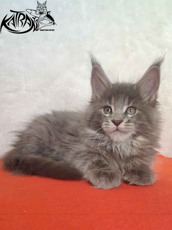 Katran Silvester - Kitten maine-coon 1 month 3.5 weeks