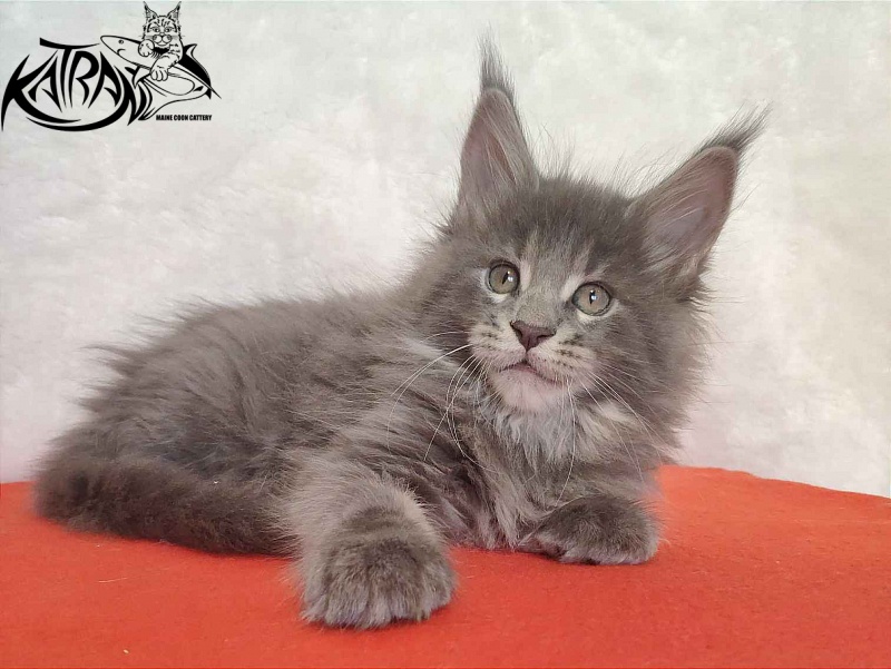 Katran Silvester - Kitten maine-coon 1 month 3.5 weeks