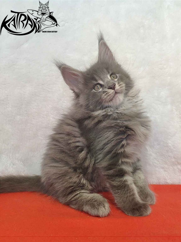Katran Silvester - Kitten maine-coon 1 month 3.5 weeks