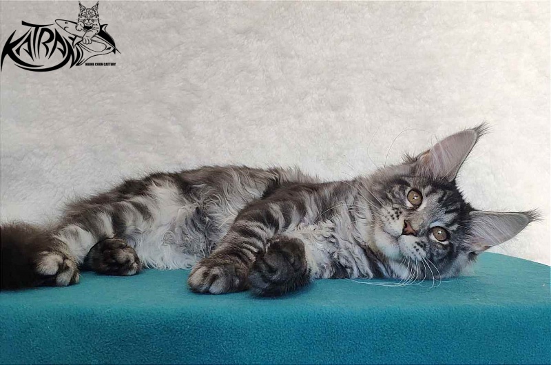 Katran Stephanie - Котенок мейн-кун 4 месяца