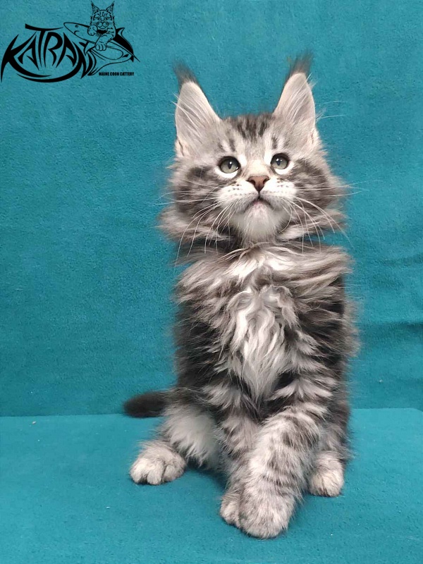 Katran Tornado - Kitten maine-coon 2 months