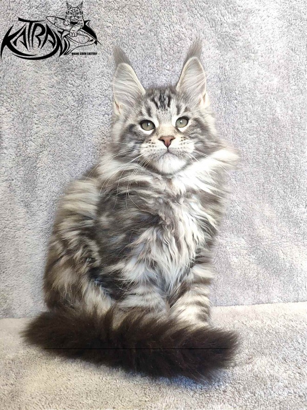 Katran Tornado - Kitten maine-coon 3 months