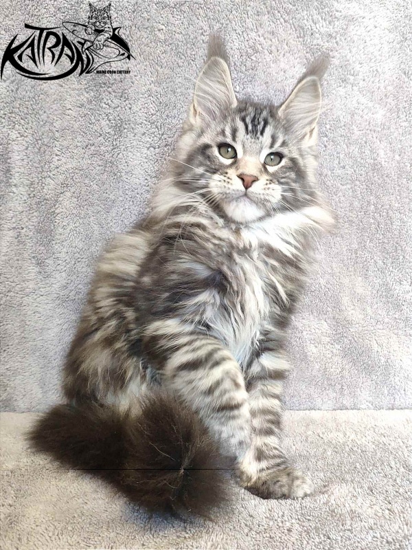 Katran Tornado - Kitten maine-coon 3 months