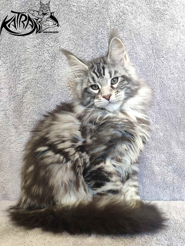 Katran Tornado - Kitten maine-coon 3 months