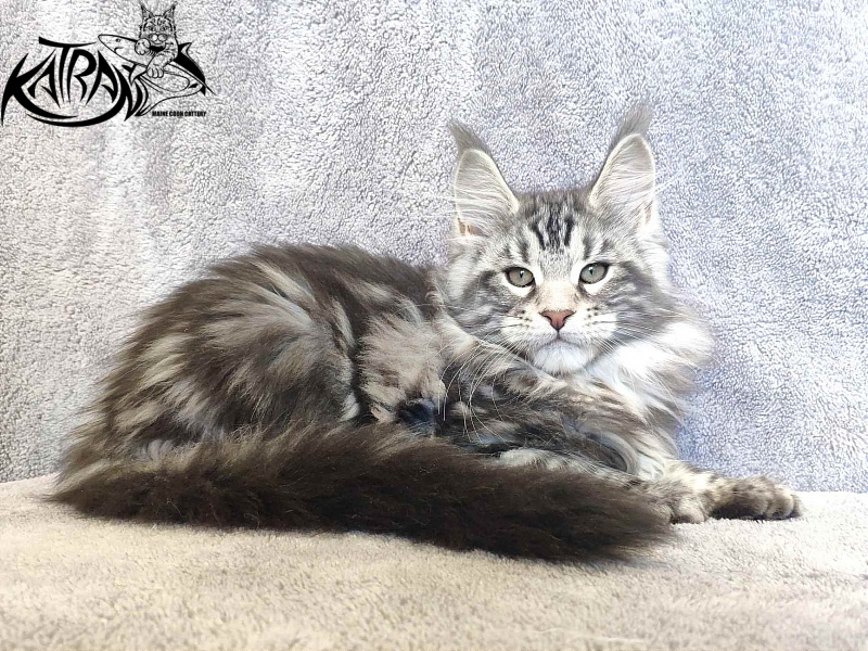 Katran Tornado - Kitten maine-coon 3 months