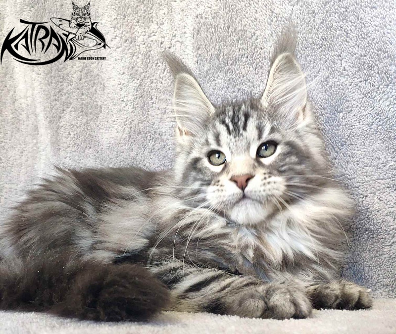 Katran Tornado - Kitten maine-coon 3 months