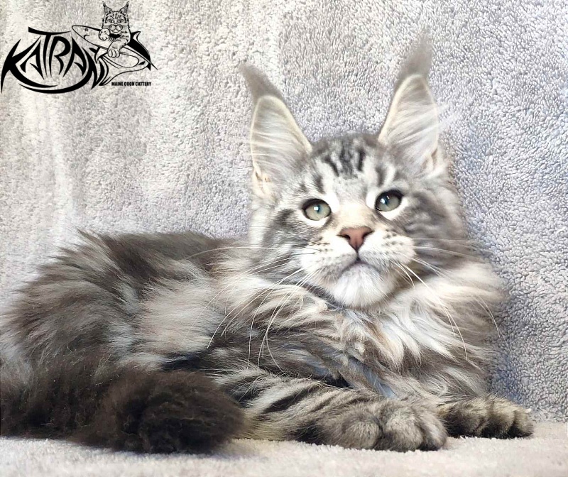 Katran Tornado - Kitten maine-coon 3 months