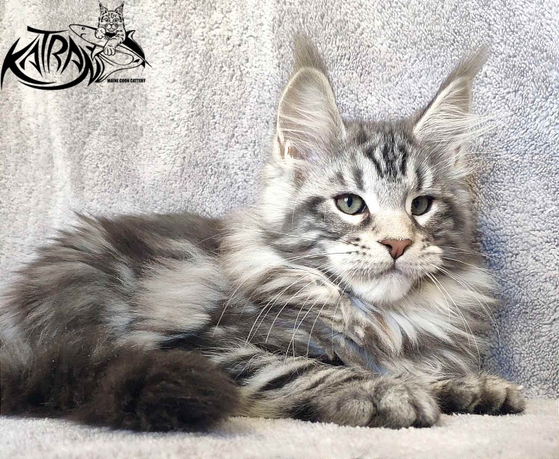 Katran Tornado - Kitten maine-coon 3 months