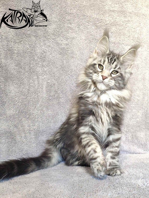 Katran Tornado - Kitten maine-coon 3 months