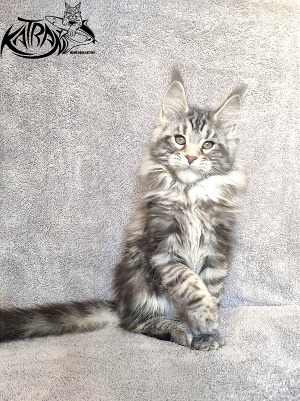 Katran Tornado - Kitten maine-coon 3 months