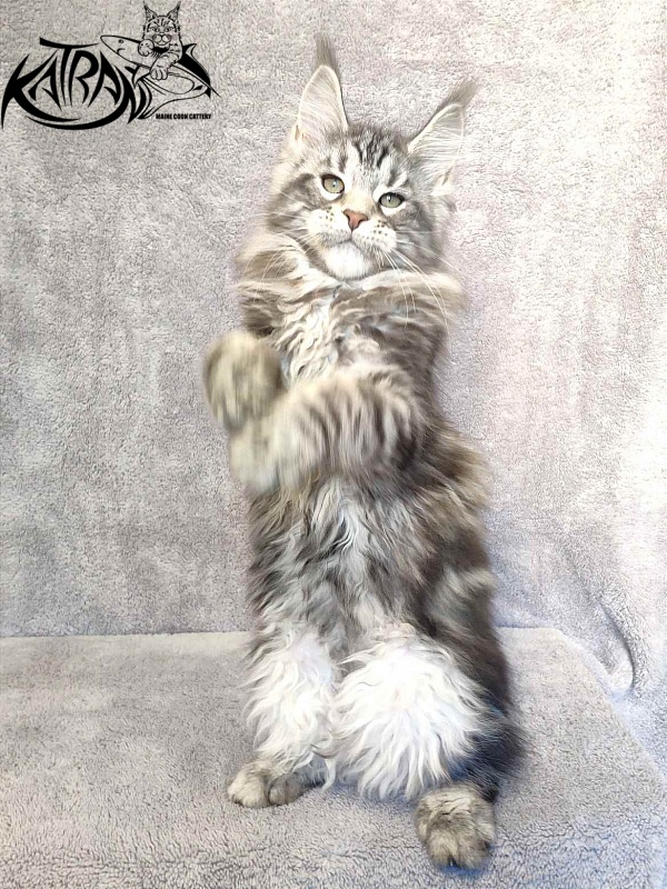 Katran Tornado - Kitten maine-coon 3 months