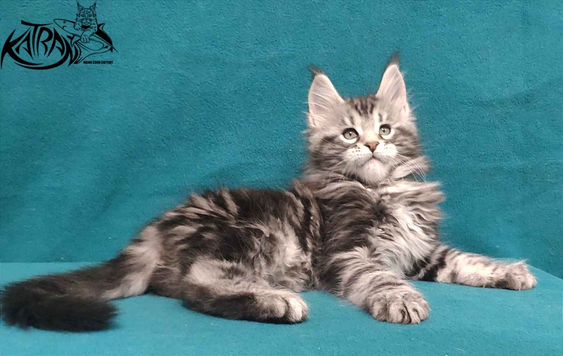 Katran Tornado - Kitten maine-coon 2 months