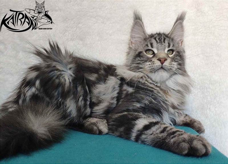 Katran Tornado - Kitten maine-coon 4 months