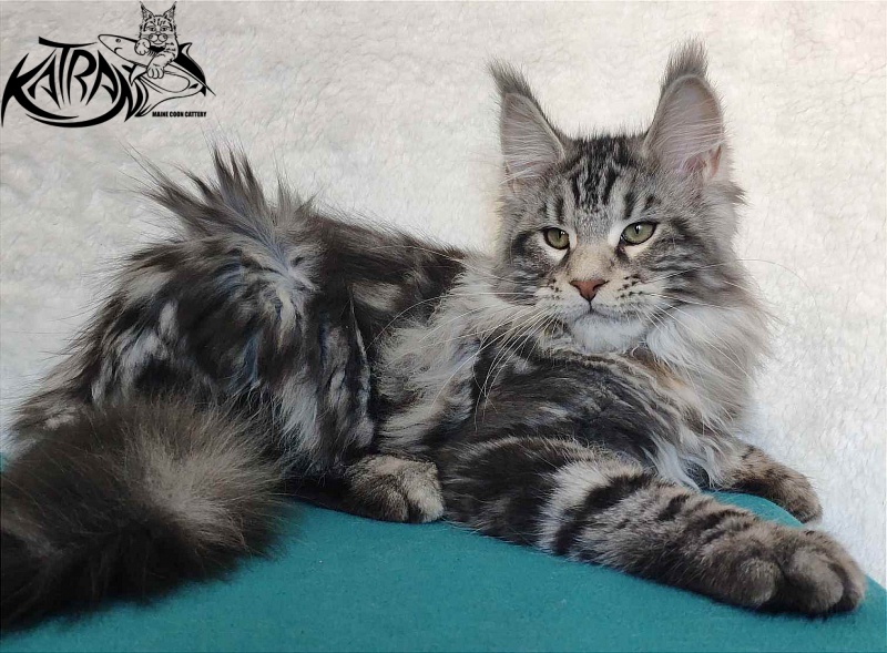 Katran Tornado - Kitten maine-coon 4 months