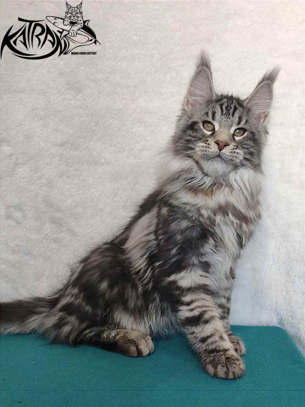 Katran Tornado - Kitten maine-coon 4 months