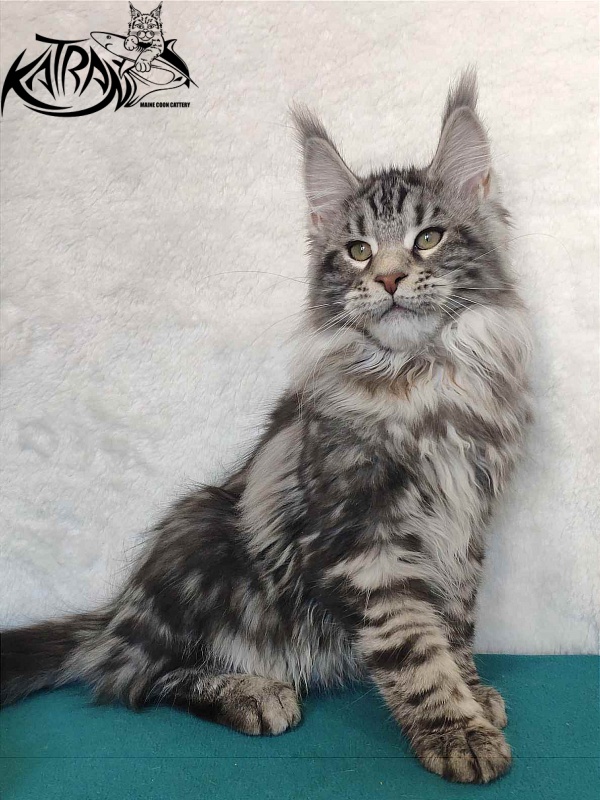 Katran Tornado - Kitten maine-coon 4 months