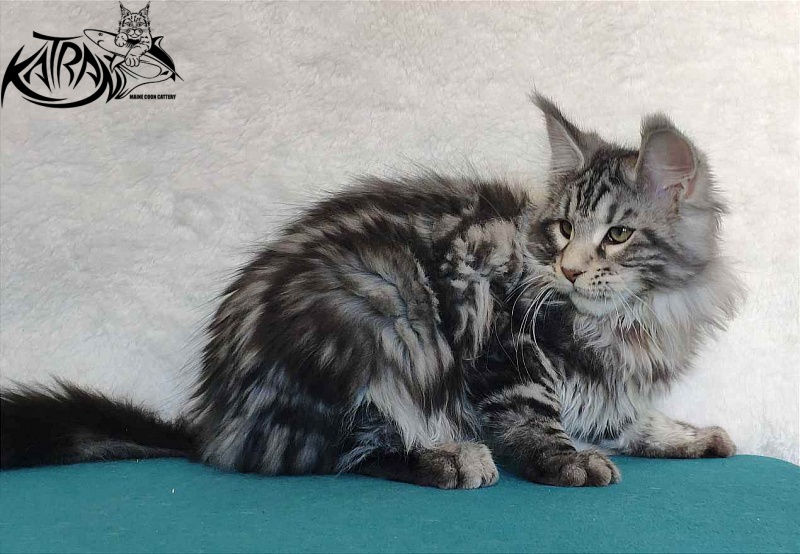Katran Tornado - Kitten maine-coon 4 months