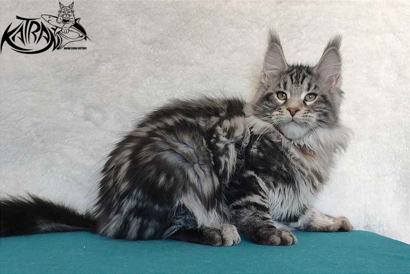 Katran Tornado - Kitten maine-coon 4 months