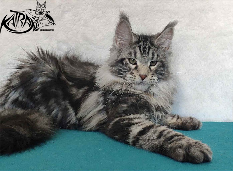 Katran Tornado - Kitten maine-coon 4 months