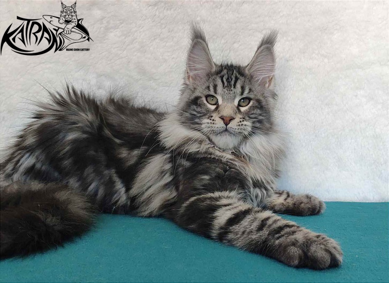 Katran Tornado - Kitten maine-coon 4 months