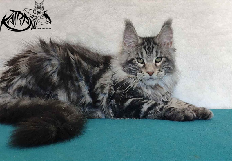 Katran Tornado - Kitten maine-coon 4 months