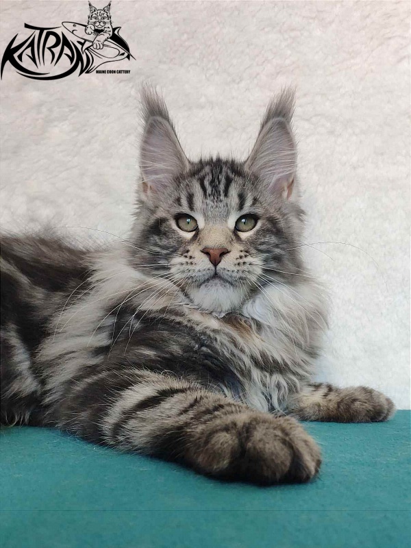Katran Tornado - Kitten maine-coon 4 months