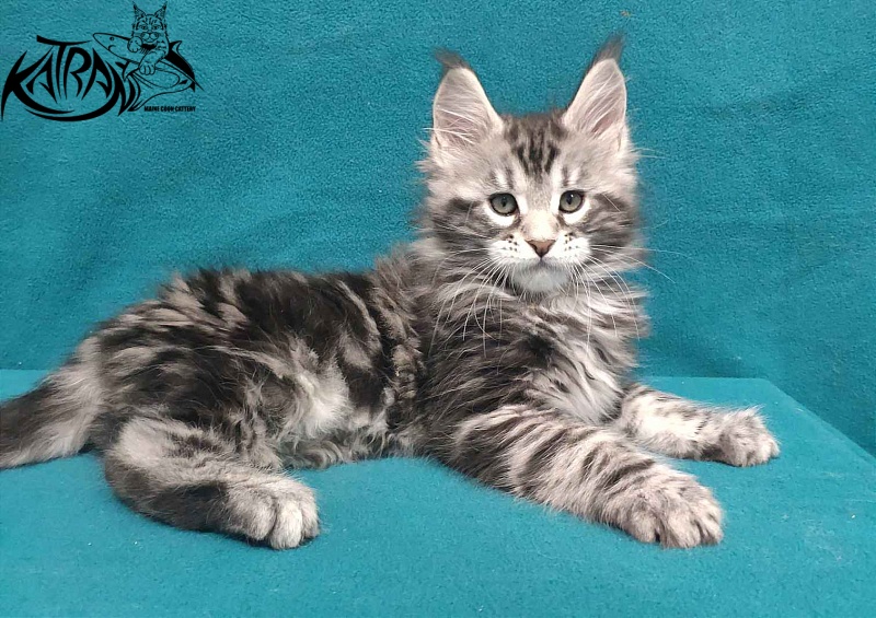 Katran Tornado - Kitten maine-coon 2 months
